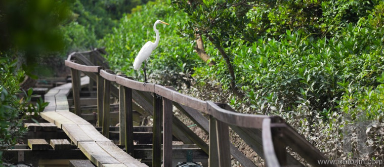 White Heron on handrail of narrow timber path. Mai Po. Hong Kong.