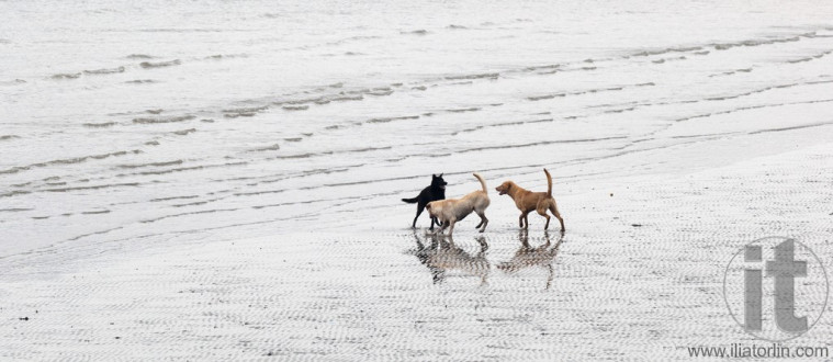 Tree dogs playing on the beach. Tai O. Hong Kong.