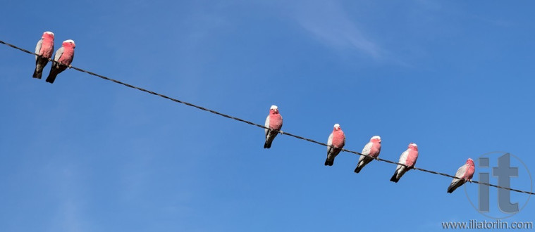 Galah (Cacatua roseicapilla) Cockatoos. Oberon. NSW. Australia.