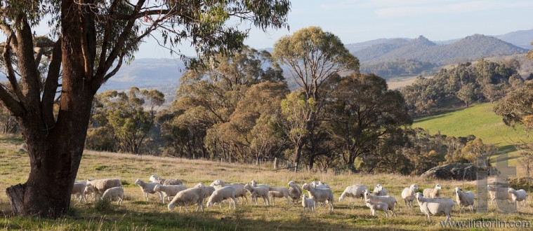 Sheep grazing. Tablelands near Oberon. New South Wales. Australia.