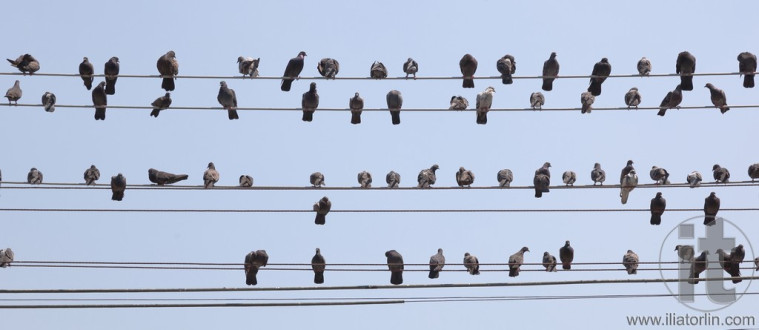 Flock of pigeons sit on wires. Yangon. Myanmar.