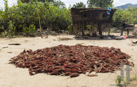 Harvested sorghum crop is dying on the ground. Omo Valley. Ethiopia.