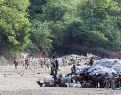 Hamar shepherds with their herd in a dry river bed.