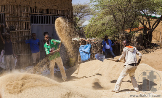 Men winnow crop with shovels on the wind. Weita. Omo Valley. Ethiopia.
